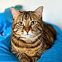 Salsa a rejoint le concours — aidez-le/la à gagner de superbes lots ! animal, bed, blanket, blue, cat, closeup, cute, domestic, ears, eyes, feline, fur, indoor, mammal, paws, pet, portrait, relaxed, tabby, whiskers