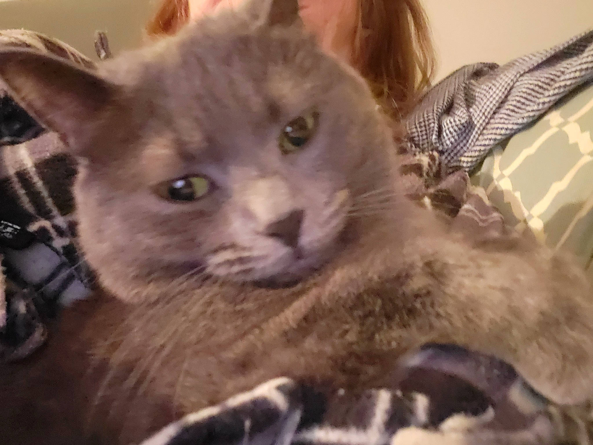 Minette
