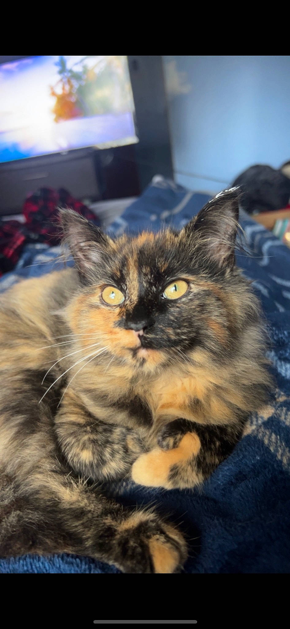 Faye joined the competition — help win amazing prizes! cable_television, carnivore, cat, claw, domestic_short_haired_cat, felidae, fur, iris, paw, picture_frame, plant, small_to_medium_sized_cats, snout, tail, television, whiskers