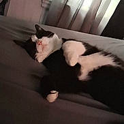Leo is registered to the contest to win money with this photo: cat, black_and_white, sleeping, lounging, upside_down, relaxed, couch, indoor, window, curtains, soft_lighting, pet, feline, paws, belly, fur, cozy, home, resting, funny_pose