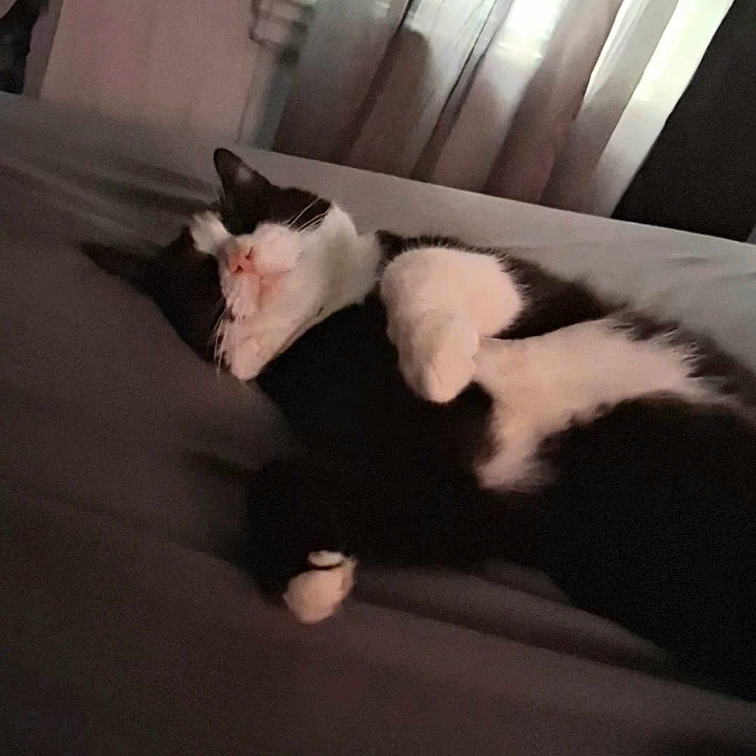 Leo is registered to the contest to win money with this photo: cat, black_and_white, sleeping, lounging, upside_down, relaxed, couch, indoor, window, curtains, soft_lighting, pet, feline, paws, belly, fur, cozy, home, resting, funny_pose