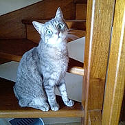 Pooky participe au concours pour gagner de l'argent avec cette photo : cat, tabby_cat, indoor, stairs, wooden_stairs, curious, pet, animal, feline, sitting, wide_eyes, fur, domestic_cat, looking, cozy, house, home, wood, furniture, cute
