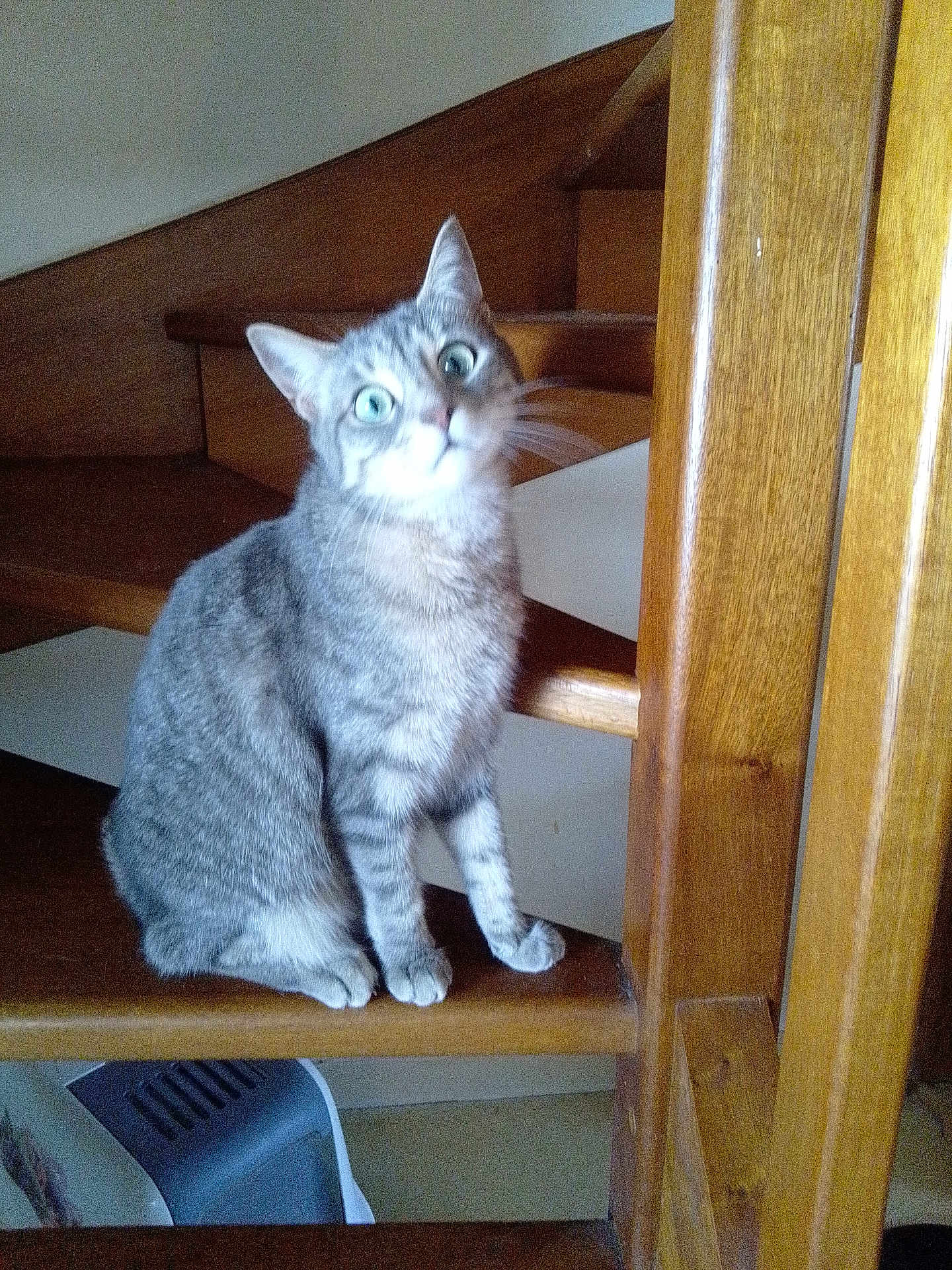 Pooky participe au concours pour gagner de l'argent avec cette photo : cat, tabby_cat, indoor, stairs, wooden_stairs, curious, pet, animal, feline, sitting, wide_eyes, fur, domestic_cat, looking, cozy, house, home, wood, furniture, cute
