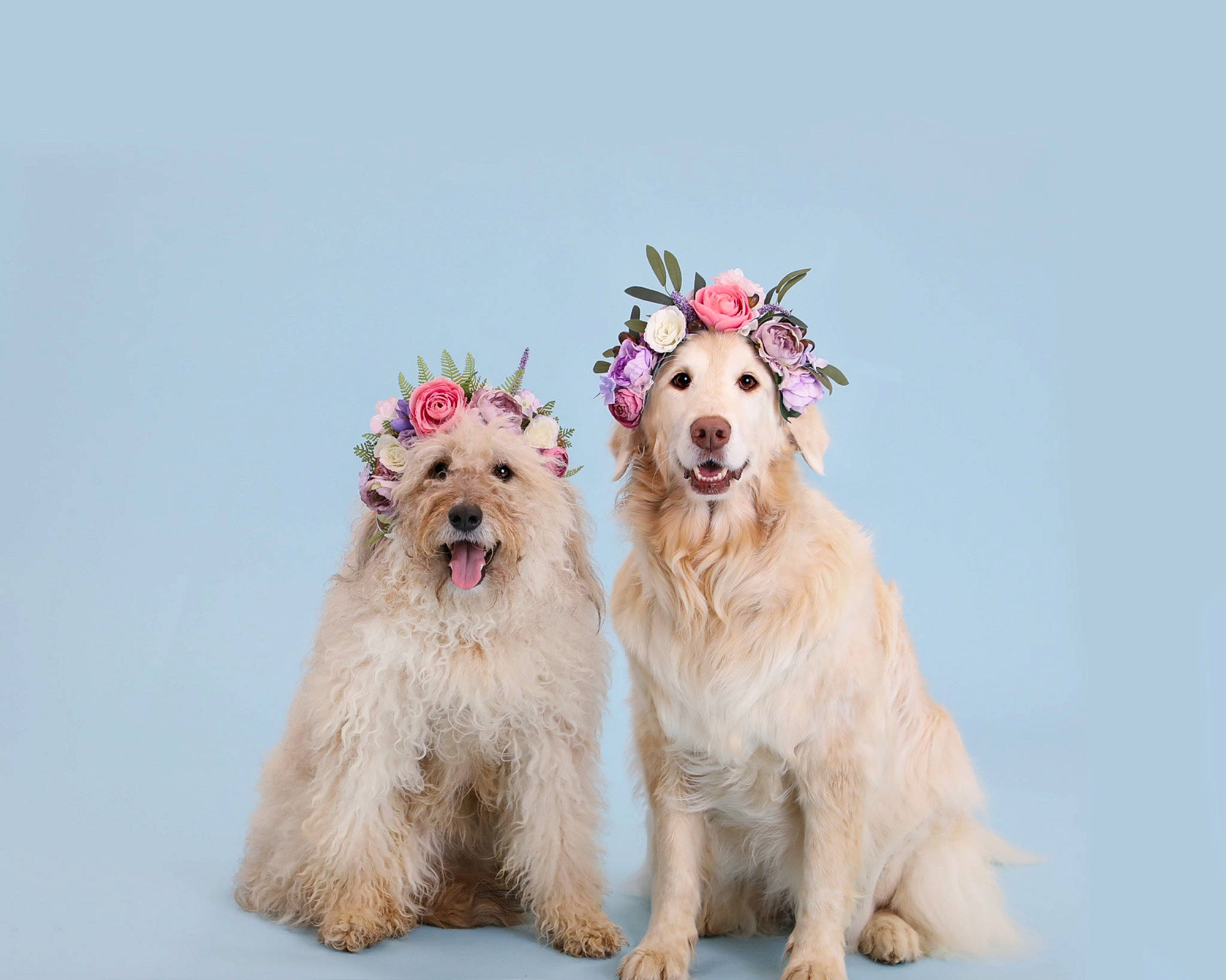 Fern is registered to the contest to win money with this photo: ancient_dog_breeds, canidae, carnivore, companion_dog, dog, dog_breed, dog_collar, dog_supply, fashion_accessory, flower, fur, happy, non_sporting_group, paw, sky, sporting_group, toy, toy_dog