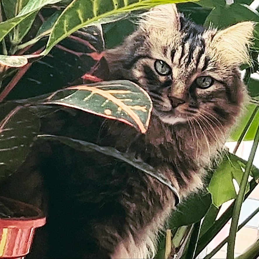 Léo participe au concours pour gagner de l'argent avec cette photo : angora, animal, art, cat, face, flower, grass, head, herbal, herbs, kitten, leaf, manx, person, pet, photography, plant, portrait, pottedplant, vegetation
