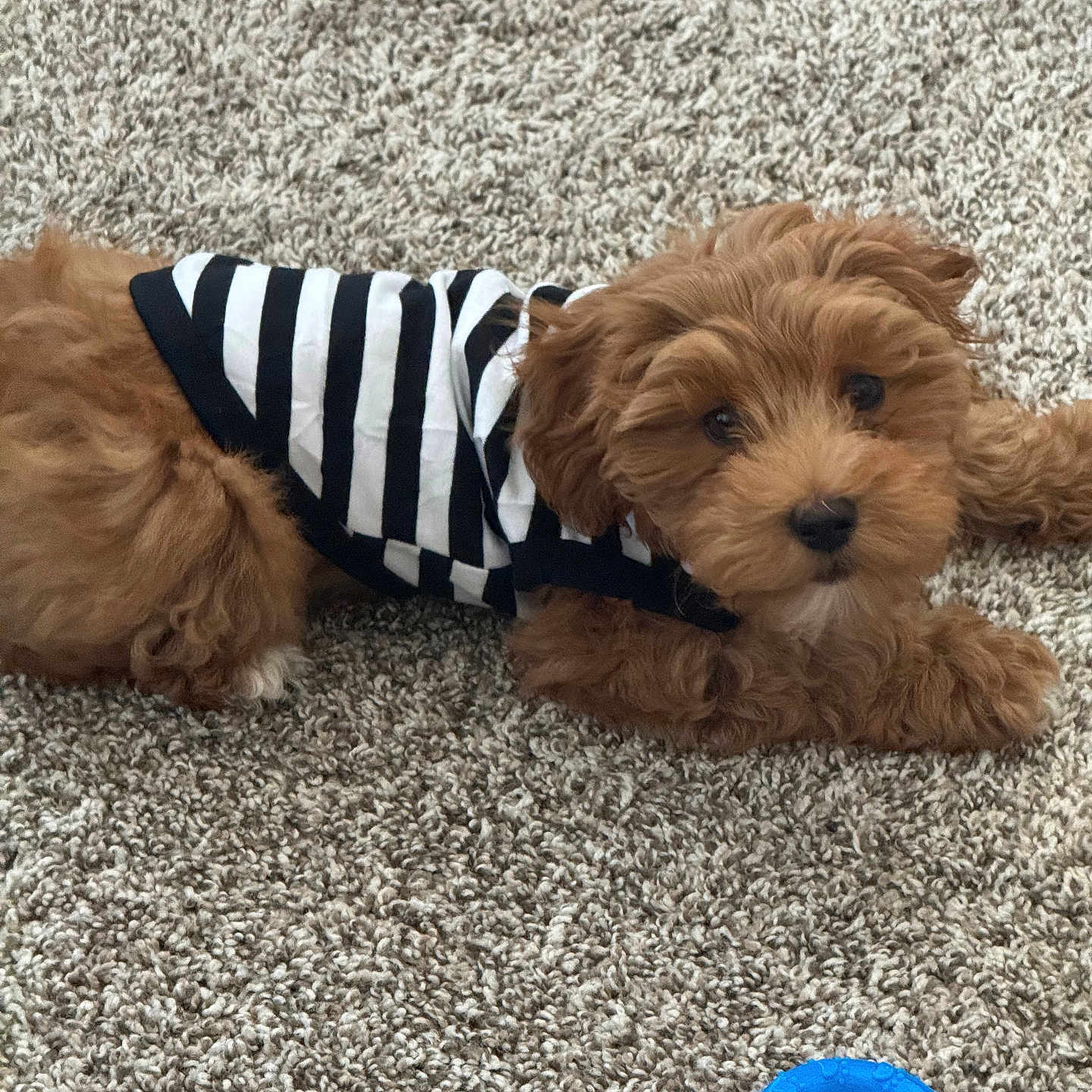 Teddi Graham is registered to the contest to win money with this photo: animal, blue_ring, brown_fur, carpet, companion, cozy, curious, cute, dog, domestic, fur, household, indoor, laying_down, pet, playful, puppy, small_dog, striped_shirt, toy