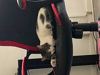 Kuybi a rejoint le concours — aidez-le/la à gagner de superbes lots ! automotive_tire, bicycle_part, canidae, carnivore, cat, cat_supply, collar, companion_dog, dog_breed, felidae, fur, human_leg, pet_supply, rim, small_to_medium_sized_cats, snout, sporting_group, tail, thigh, whiskers