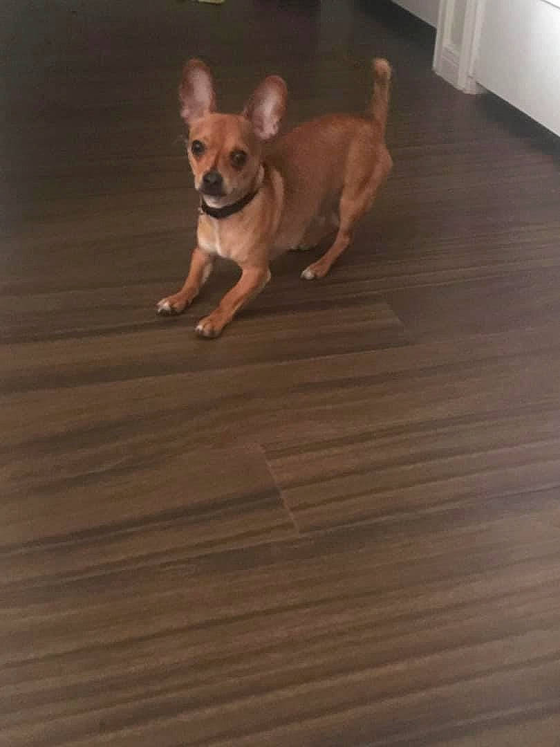 Bruno is registered to the contest to win money with this photo: canidae, carnivore, carolina_dog, chihuahua, companion_dog, dog, dog_breed, fawn, floor, flooring, hardwood, laminate_flooring, plywood, wood, wood_flooring