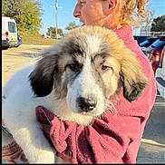 Shirley joined the competition — help win amazing prizes! puppy, dog, person, holding, outdoor, sunlight, pink_sweater, fur, car, vehicle, tree, side_view, close_up, pet, cute, young_dog, nature, daytime, portrait, animal