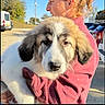 puppy, dog, person, holding, outdoor, sunlight, pink_sweater, fur, car, vehicle, tree, side_view, close_up, pet, cute, young_dog, nature, daytime, portrait, animal