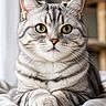 cat, tabby, silver_tabby, pet, feline, animal, close_up, portrait, whiskers, green_eyes, soft_fur, striped, domestic_cat, resting, cute, indoor, bed, paws, relaxed, fluffy