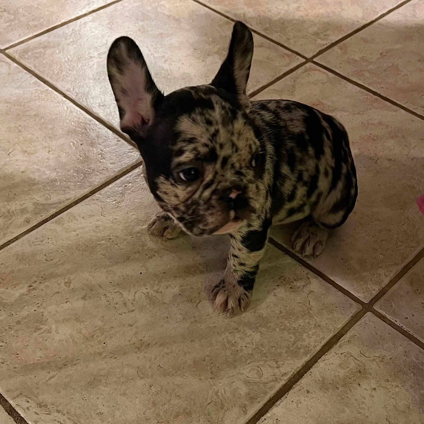 Mercedes is registered to the contest to win money with this photo: adorable, alert, animal, companion, curious, cute, dog, domestic, ears, flooring, french_bulldog, indoor, mammal, pet, puppy, sitting, small, spotted, tile_floor, young