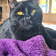 Hadès a rejoint le concours — aidez-le/la à gagner de superbes lots ! cat, black_cat, yellow_eyes, purple_blanket, indoor, living_room, cozy, stone_wall, window, natural_light, pet, feline, whiskers, relaxed, close_up, fur, domestic_animal, comfort, resting, home