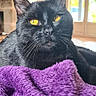 cat, black_cat, yellow_eyes, purple_blanket, indoor, living_room, cozy, stone_wall, window, natural_light, pet, feline, whiskers, relaxed, close_up, fur, domestic_animal, comfort, resting, home