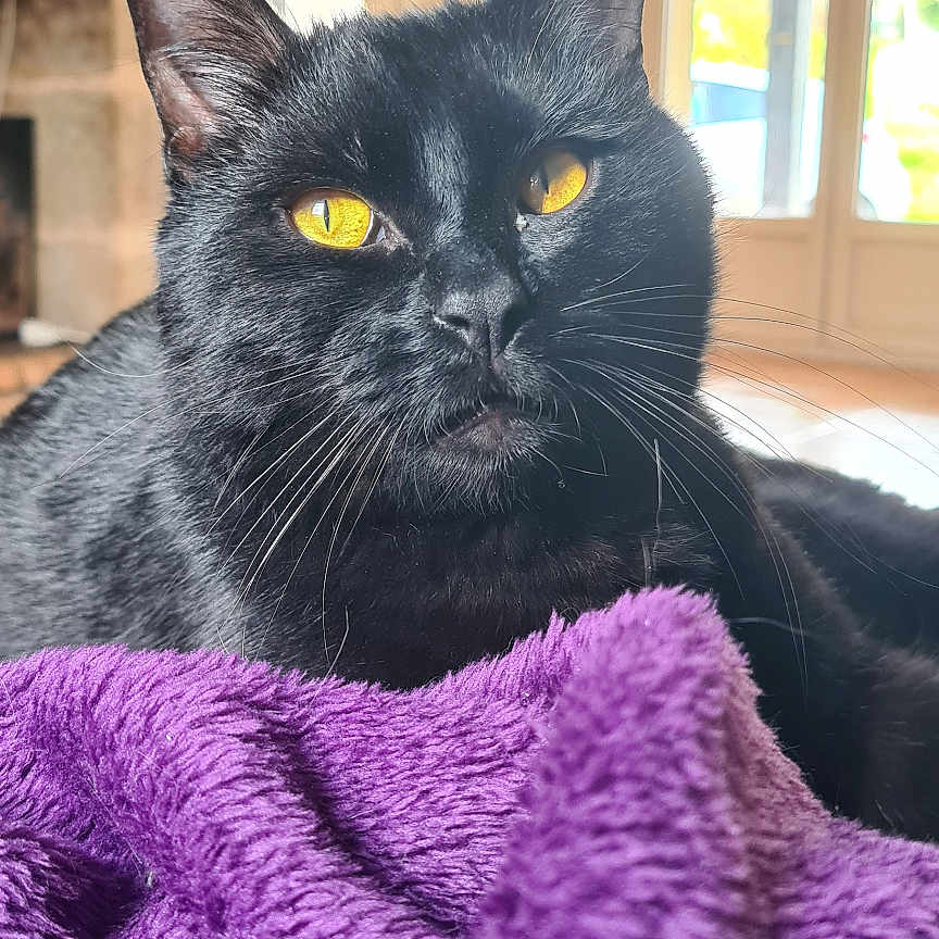 Hadès a rejoint le concours — aidez-le/la à gagner de superbes lots ! cat, black_cat, yellow_eyes, purple_blanket, indoor, living_room, cozy, stone_wall, window, natural_light, pet, feline, whiskers, relaxed, close_up, fur, domestic_animal, comfort, resting, home