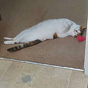 Peanut is registered to the contest to win money with this photo: animal, calico, carpet, cat, corner, cozy, cute, domestic_cat, feline, floor, home, indoor, lying_down, pet, relaxed, resting, sleepy, striped_tail, toy, white_fur