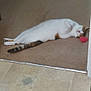 animal, calico, carpet, cat, corner, cozy, cute, domestic_cat, feline, floor, home, indoor, lying_down, pet, relaxed, resting, sleepy, striped_tail, toy, white_fur