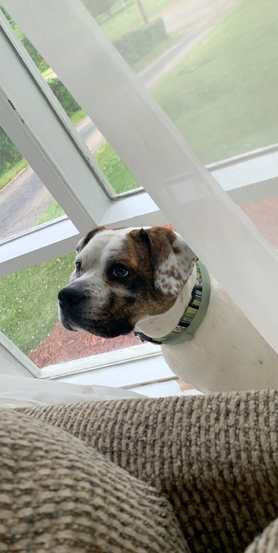 Juju-belle is registered to the contest to win money with this photo: canidae, carnivore, collar, companion_dog, dog, dog_breed, dog_collar, dog_supply, fawn, flooring, guard_dog, linens, non_sporting_group, pet_supply, plant, sporting_group, terrestrial_animal, whiskers, working_animal, working_dog