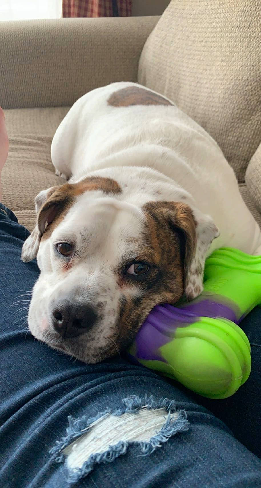 Juju-belle is registered to the contest to win money with this photo: ball, canidae, carnivore, collar, comfort, companion_dog, dog, dog_breed, dog_supply, fawn, fur, linens, non_sporting_group, paw, pet_supply, puppy, snout, sporting_group, whiskers, working_animal