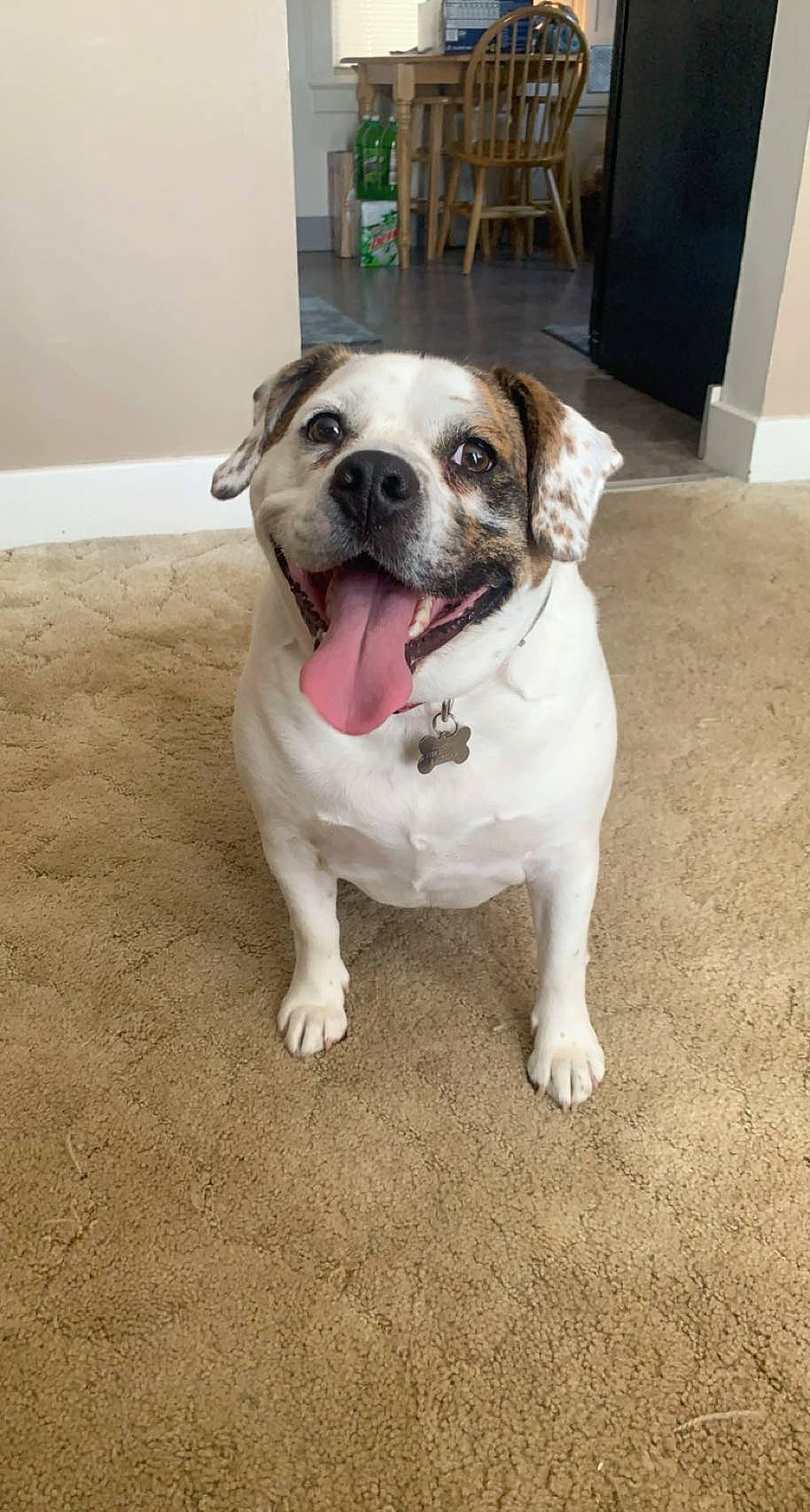 Juju-belle joined the competition — help win amazing prizes! bulldog, canidae, carnivore, chair, collar, companion_dog, dog, dog_breed, dog_collar, fawn, flooring, hardwood, non_sporting_group, plant, snout, sporting_group, toy_dog, whiskers, working_animal, wrinkle