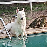 Max is registered to the contest to win money with this photo: animal, backyard, calm, canine, daylight, dog, fur, grass, metal_pool_ladder, nature, outdoor, pet, pool, quiet, reflection, relaxation, sitting, tree, water, white_dog