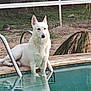 animal, backyard, calm, canine, daylight, dog, fur, grass, metal_pool_ladder, nature, outdoor, pet, pool, quiet, reflection, relaxation, sitting, tree, water, white_dog