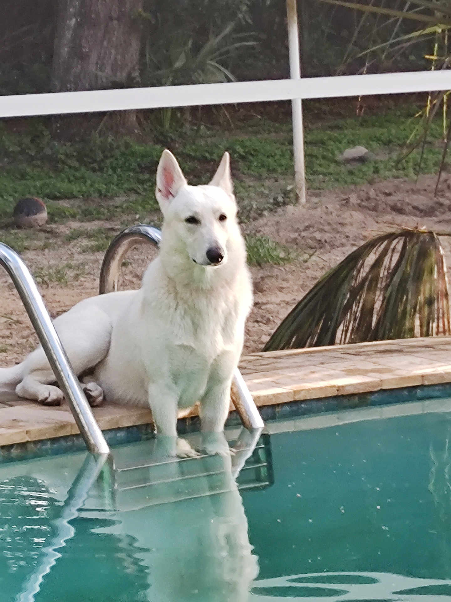 Max