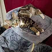 Trinket is registered to the contest to win money with this photo: animal, carpet, cat, cat_tree, cozy, curious, ears, feline, furniture, gray, household, indoor, paws, pet, plush, relaxed, resting, striped, tabby, whiskers