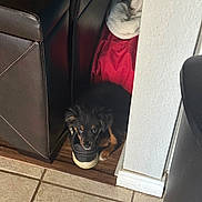Rocky joined the competition — help win amazing prizes! puppy, dog, shoe, sneaker, corner, leather_couch, blanket, tile_floor, indoor, pet, resting, black_fur, brown_fur, small_animal, home, cozy, curious, floor, wall, casual