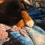 Rocky joined the competition — help win amazing prizes! puppy, dog, paw, blanket, fur, sleeping, close_up, cozy, t_shirt, person, colorful, textile, soft, resting, indoor, cute, animal, warm, black_fur, brown_fur