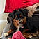 Rocky