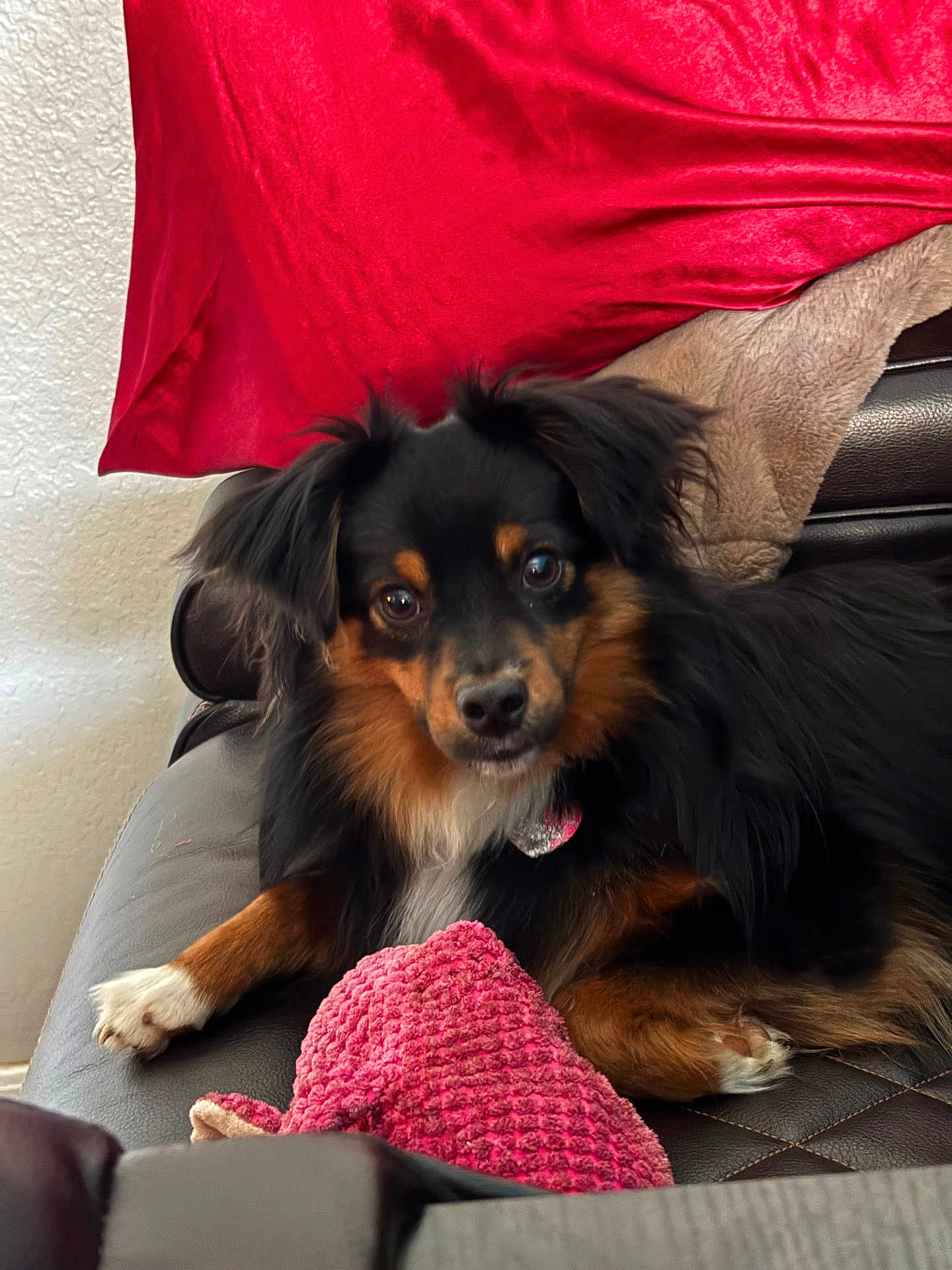 Rocky joined the competition — help win amazing prizes! dog, couch, red_blanket, plush_toy, indoor, pet, black_fur, brown_fur, white_fur, leather, relaxed, looking_at_camera, cozy, home, animal, fur, paw, small_dog, companion, curious