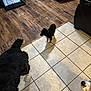 Rocky joined the competition — help win amazing prizes! dog, puppy, indoor, floor, tile_floor, wood_floor, crate, furniture, black_dog, small_dog, medium_dog, pet, animal, canine, brown_puppy, white_dog, shadow, home, living_space, domestic