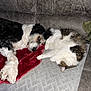 Finn is registered to the contest to win money with this photo: dog, cat, couch, blanket, quilt, indoor, pet, sleeping, resting, fur, animal, cozy, companion, snuggle, home, relaxation, black_and_white_dog, tabby_cat, paw, cute