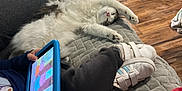 Finn joined the competition — help win amazing prizes! cat, child, tablet, couch, stretching, cartoon, footwear, wooden_floor, dog, pet_bed, toy, blanket, indoor, relaxation, home, curtains, window, comfort, leisure, family
