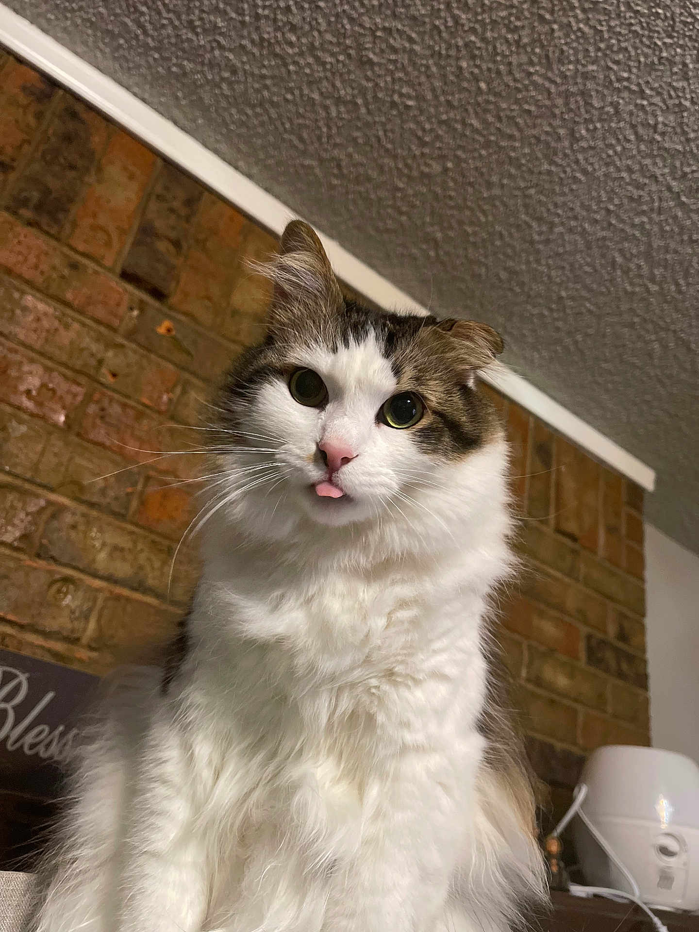 Finn