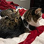 Finn is registered to the contest to win money with this photo: cat, bed, blanket, tabby_cat, feline, indoor, resting, fur, animal, pet, cozy, window, furniture, sleeping, mammal, whiskers, domestic_animal, household, relaxing, bedroom