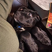 Shadow is registered to the contest to win money with this photo: puppy, dog, black_dog, pet, couch, leather, paper, menu, relaxed, lying_down, indoor, curious, close_up, fur, animal, collar, paw, looking_up, cozy, resting