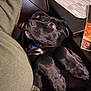 Shadow is registered to the contest to win money with this photo: animal, black_dog, close_up, collar, couch, cozy, curious, dog, fur, indoor, leather, looking_up, lying_down, menu, paper, paw, pet, puppy, relaxed, resting