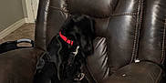 Shadow joined the competition — help win amazing prizes! dog, black_dog, red_collar, leather_chair, recliner, rope_toy, indoor, home, pet, scratching, furniture, brown, wall, door, floor, toy, animal, seated, canine, relaxing