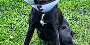 Shadow joined the competition — help win amazing prizes! animal, black_dog, canine, cone_collar, daylight, dog, ears, eyes, fur, grass, ground, mouth, nature, nose, outdoor, paw, pet, sitting, veterinary, white_marking
