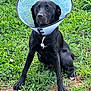 Shadow joined the competition — help win amazing prizes! dog, black_dog, cone_collar, grass, outdoor, pet, animal, sitting, canine, fur, white_marking, paw, ears, nose, mouth, eyes, nature, ground, daylight, veterinary