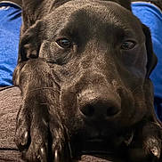 Shadow is registered to the contest to win money with this photo: animal, black_dog, blue_shorts, calm, close_up, clothing, companion, cute, dog, eyes, face, fur, grey_shirt, indoor, lap, paws, person, pet, relaxed, resting