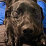 animal, black_dog, blue_shorts, calm, close_up, clothing, companion, cute, dog, eyes, face, fur, grey_shirt, indoor, lap, paws, person, pet, relaxed, resting