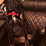 animal, black_dog, blanket, brown, companion, cozy, cute, dog, electronic_device, fur, furniture, home, indoor, leather_chair, looking_away, paw, pet, red_collar, relaxed_pose, sitting