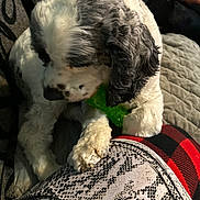 Max is registered to the contest to win money with this photo: dog, pet, toy, paw, curly_fur, white_fur, gray_fur, person, leg, plaid, patterned_clothing, couch, blanket, indoor, resting, close_up, cozy, companion, relaxed, home