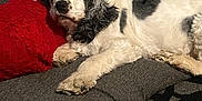 Max is registered to the contest to win money with this photo: dog, couch, pillow, resting, indoor, pet, black_and_white, fur, sleeping, cozy, home, relaxing, canine, soft_texture, comfort, animal, domestic, living_room, red, blue_wall