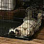 dog, crate, metal_cage, wooden_floor, indoor, pet, resting, fluffy, black_and_white, relaxation, furniture, home, animal, canine, cozy, sleeping, cage_bars, quiet, domestic, comfort