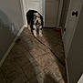 Desi joined the competition — help win amazing prizes! dog, leash, hallway, door, tile_floor, shadow, indoor, pet, black_and_white, fur, animal, waiting, quiet, home, closed_door, floor, wall, doorknob, light, shadow_cast