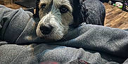 Desi is registered to the contest to win money with this photo: dog, pet, blanket, indoor, cozy, resting, face, fur, crate, floor, wooden_floor, home, comfort, animal, looking, black_and_white, eyes, nose, furniture, decor